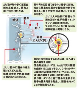 カビ(真菌)の実体