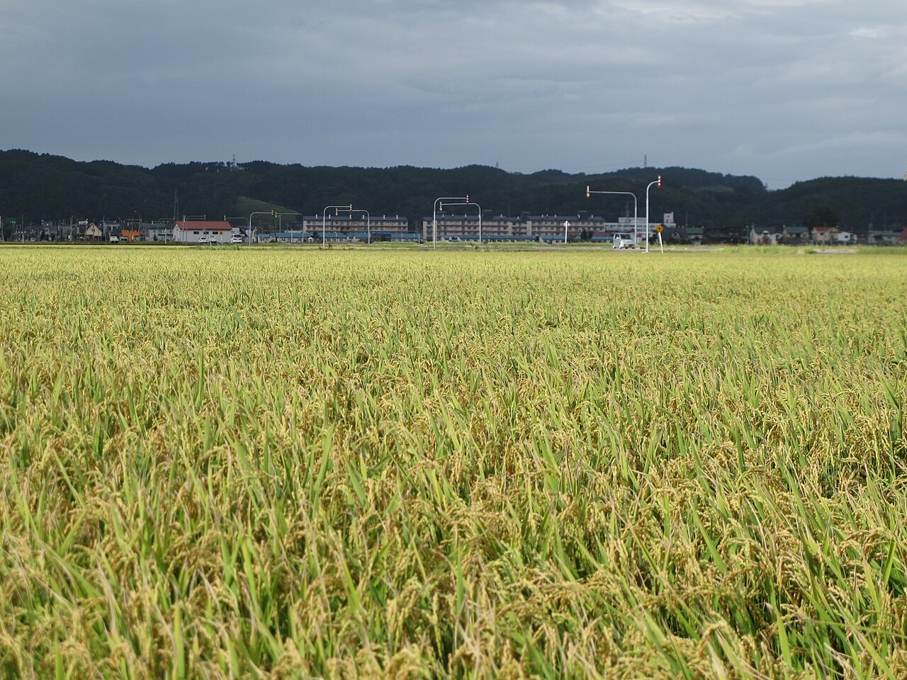 ブルーインパルスによる展示飛行に国産SAFを使用し、原料となる廃食用油を回収するキャンペーンを実施します